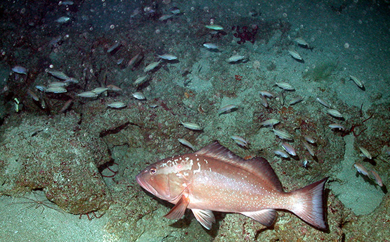 Figure 2. A view of the screen image from a remotely operated vehicle (ROV) of plate corals, Agaricia sp., on Pulley Ridge at 68 m. The red dots are lasers from the ROV with a known distance that allow scientists to estimate the size of organisms.