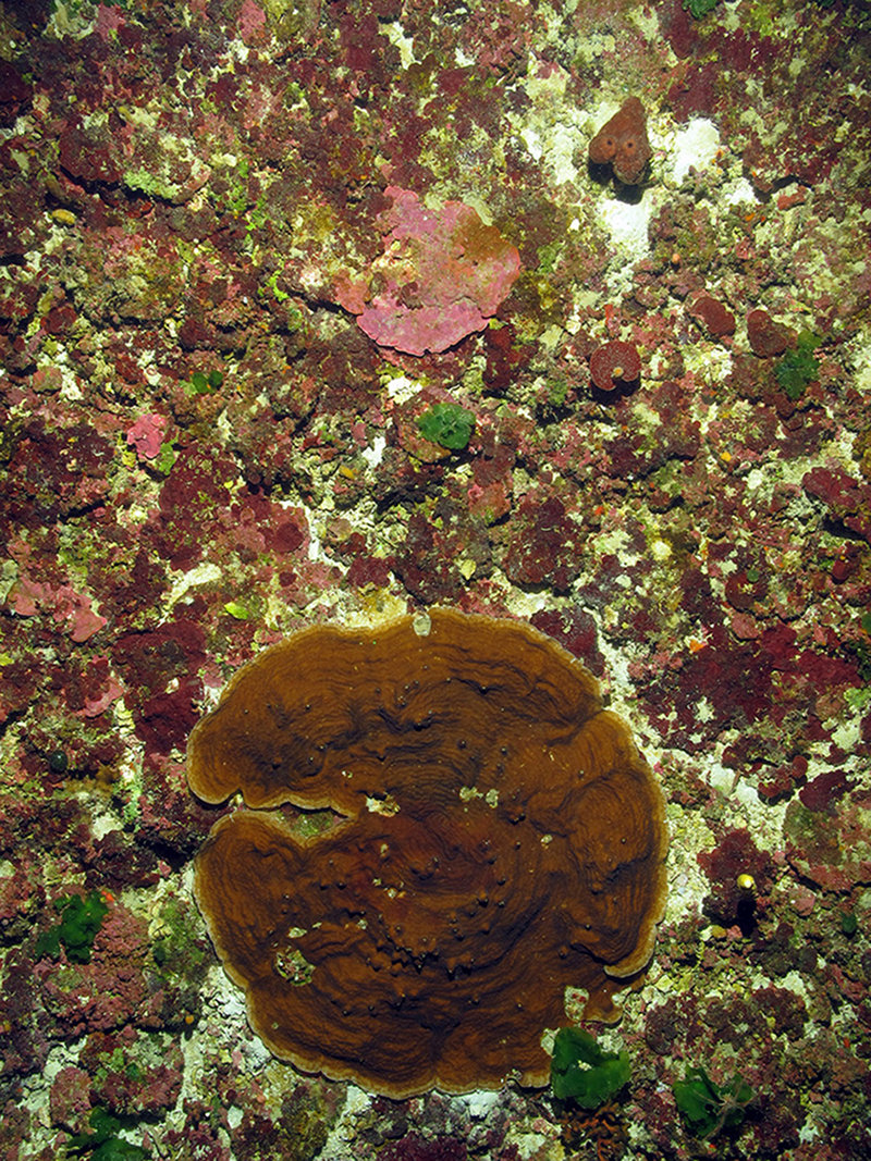 Last year, the team found a new area of Agaricia spp. coral among the benthic communities on Pulley Ridge.