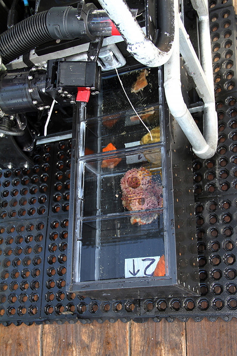 The bio box opens like a drawer to receive samples picked up in the manipulator jaws. There is a video camera on the manipulator that the operator at the surface uses to guide samples from the seafloor to the bio box