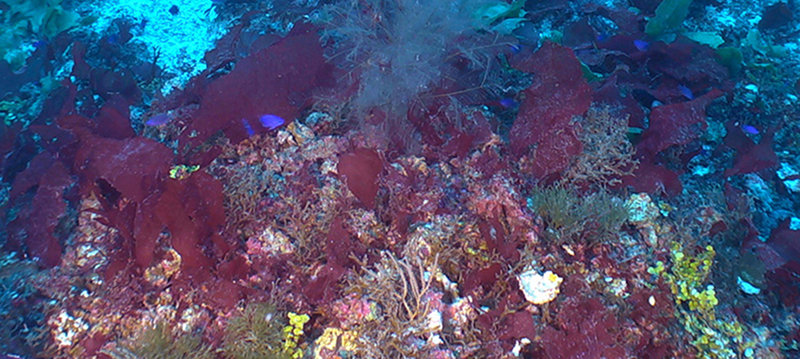 The purple reeffish, Chromis scotti, on a mesophotic coral reef.