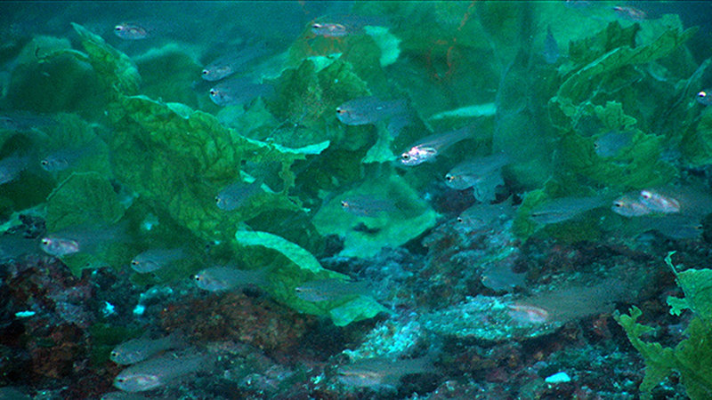 A school of cardinal fish, Apogon sp., among the green alga Anadyomene menziesii on Pulley Ridge