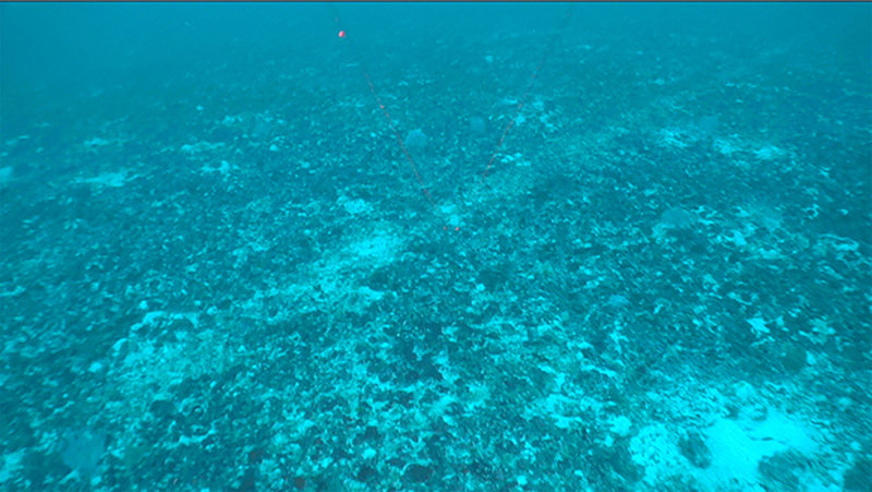 During one of our remotely operated vehicle transects outside the Pulley Ridge HAPC we came across what appears to be gouges across the bottom likely caused by bottom trawling for fish