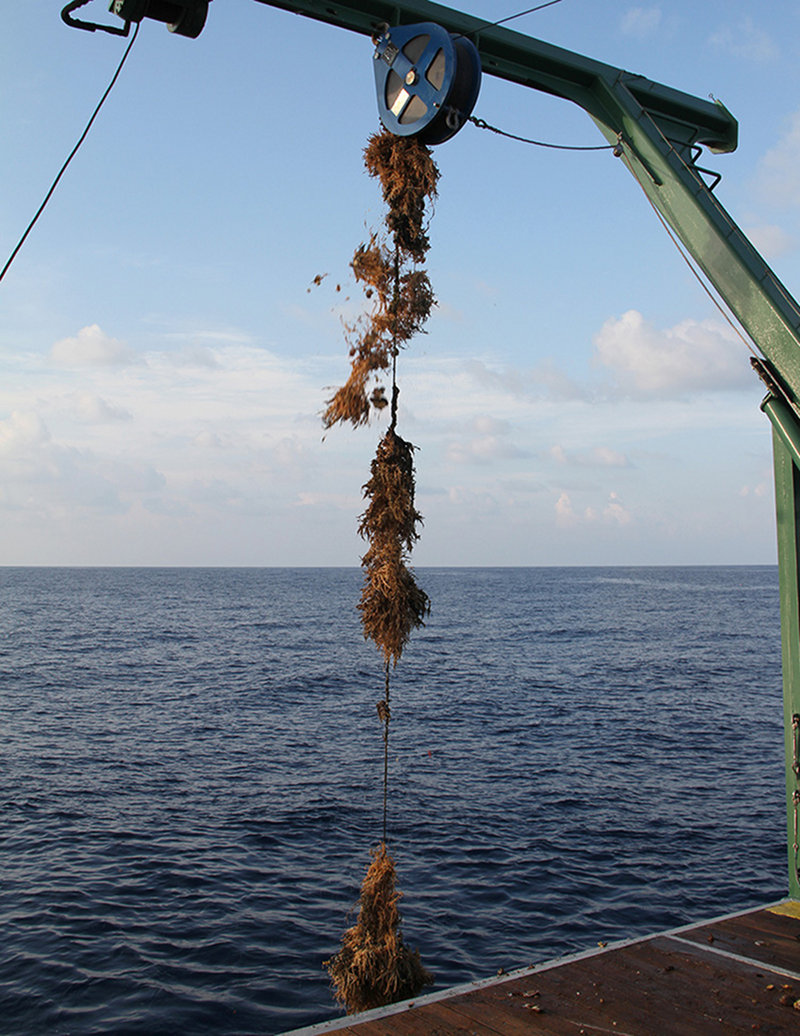 Mooring lines, like anything that we put in the ocean, gets fouled by a multitude of organisms, which increases the drag on the lines. The fouling on each of the mooring lines we recovered today after three years of immersion varied, being lowest at Pulley Ridge and highest in the north Tortugas (shown).