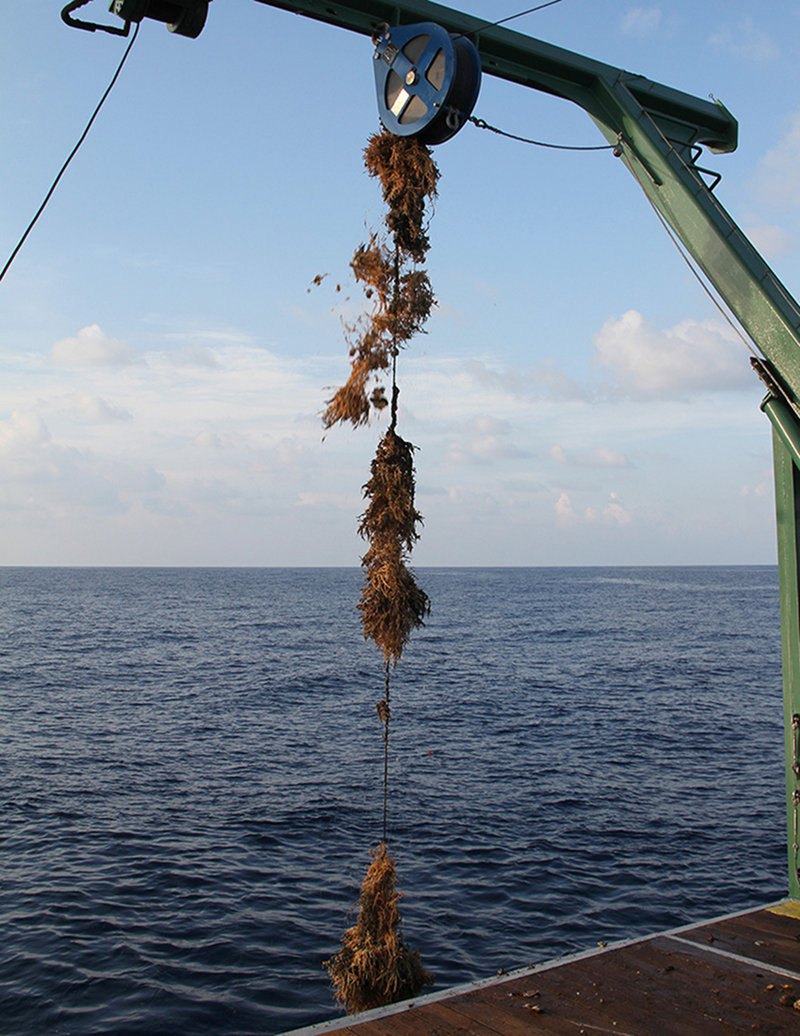 Mooring lines fouled by a multitude of organisms.