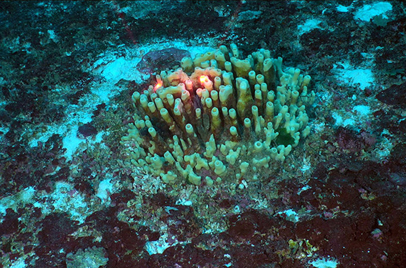 Our first sighting of Oceanapia, a spectacular sponge, on Pulley Ridge.
