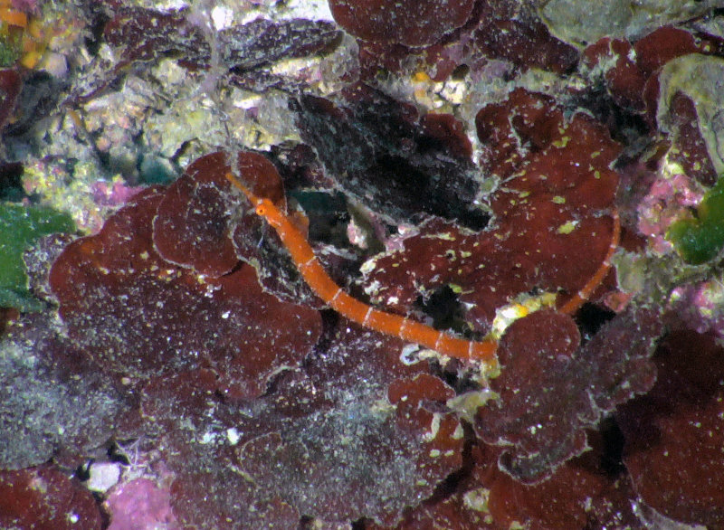 A pipefish encountered by the ROV.