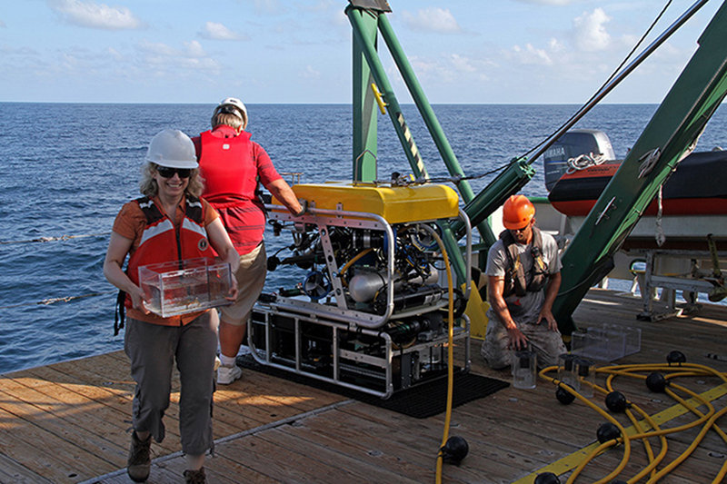 Kimberly Puglise carries a sample from the Bio Box at the front of the remotely operated vehicle to the shipboard wet lab while Jason White removes suction sample buckets from the back of the ROV.