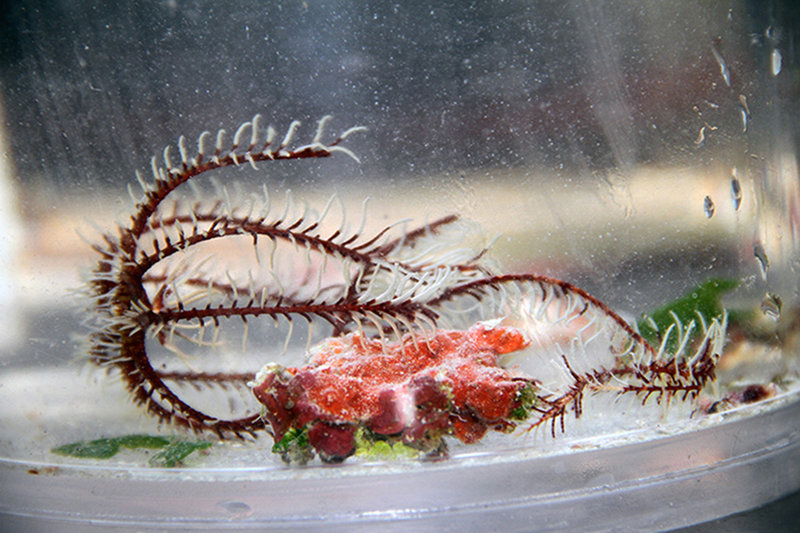 A sample bucket from the ROV contains a crinoid