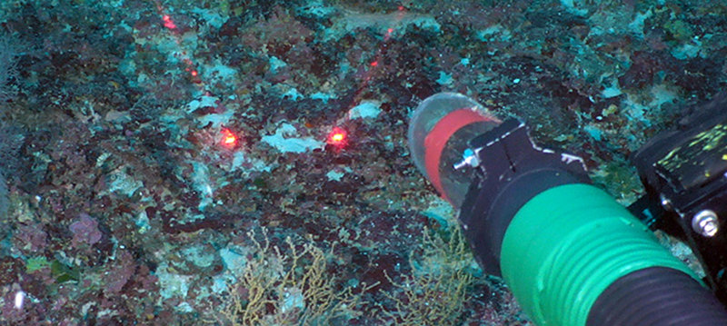 Coral inexplicably half dead, with no clear sign of cause.