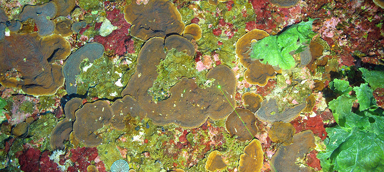 This cruise has shown that the large area of Agaricia discovered last year at Pulley Ridge is even larger than we thought. The site provides evidence of a very significant coral recruitment happening in recent years, a hopeful sign of resilience in this species