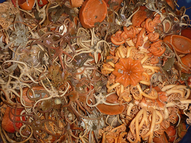 A trawl catch of the rich benthic fauna on the Arctic shelf at 50 meters depth showing lots of brittle stars, feather stars, and sea cucumbers.