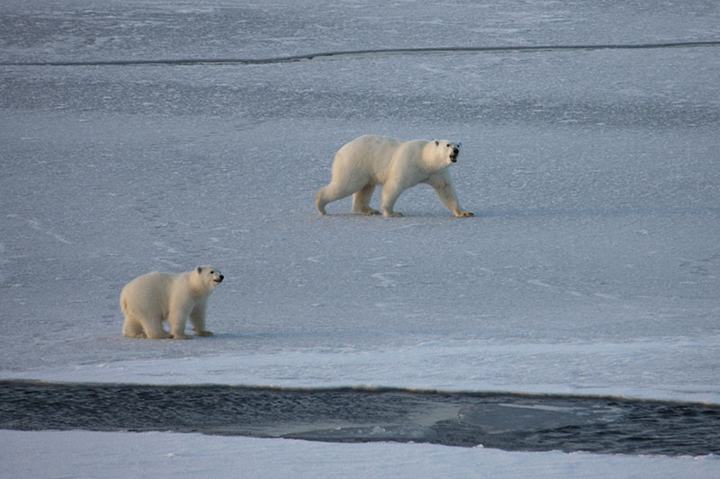 These polar bears are on very thin ice, surrounded by cracks and leads, which make it very hard for them to travel. 