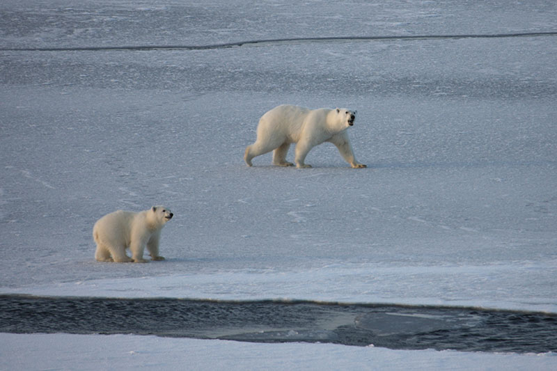 These polar bears are on very thin ice, surrounded by cracks and leads, which make it very hard for them to travel.