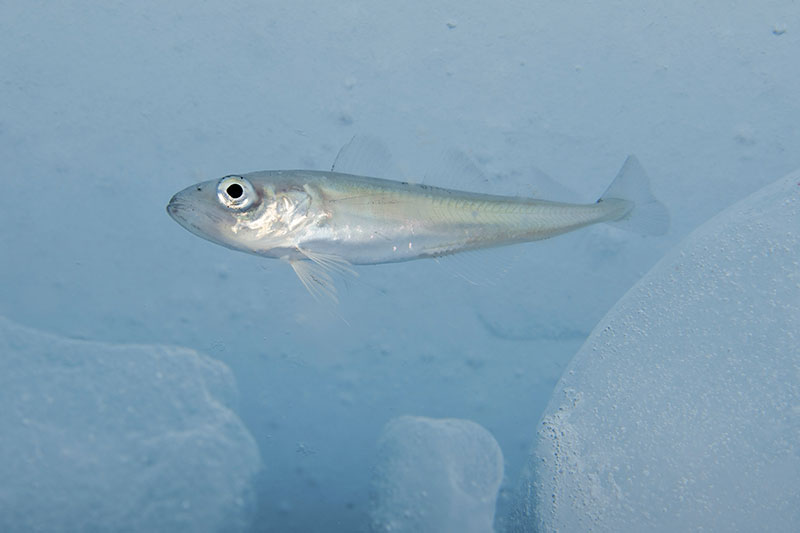 An Arctic cod takes shelter underneath pack ice.