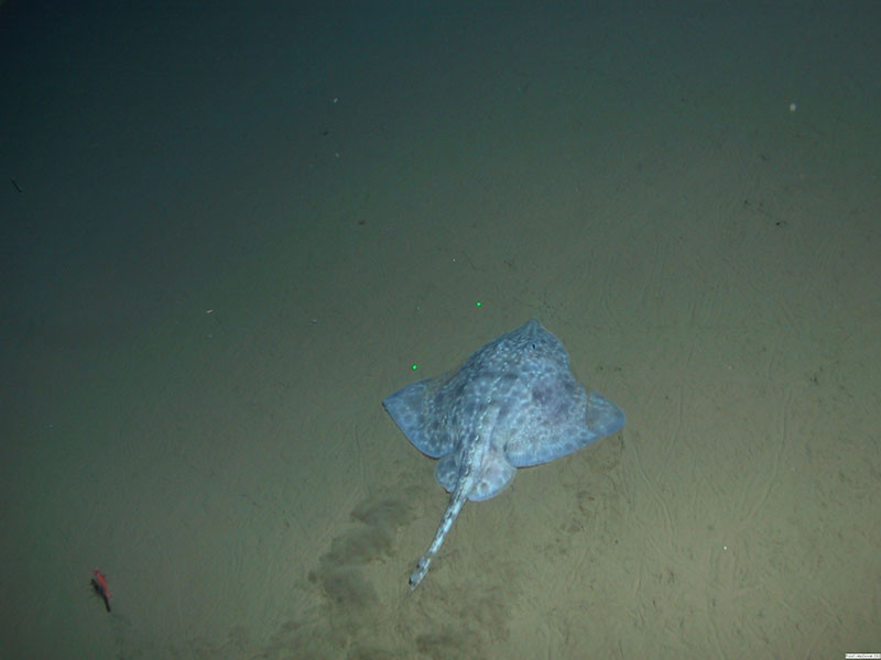 This image of a skate was taken around 2,000 meters depth by a remotely operated vehicle during the 2002 Arctic Exploration cruise. 