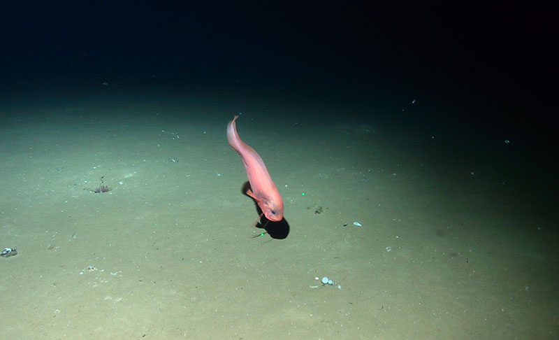 This image of a pink snailfish was taken around 2,000 meters depth by a remotely operated vehicle during the 2002 Arctic Exploration cruise.