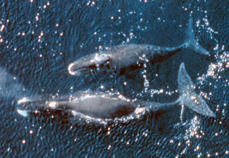 An aerial view of a pair of bowhead whales.