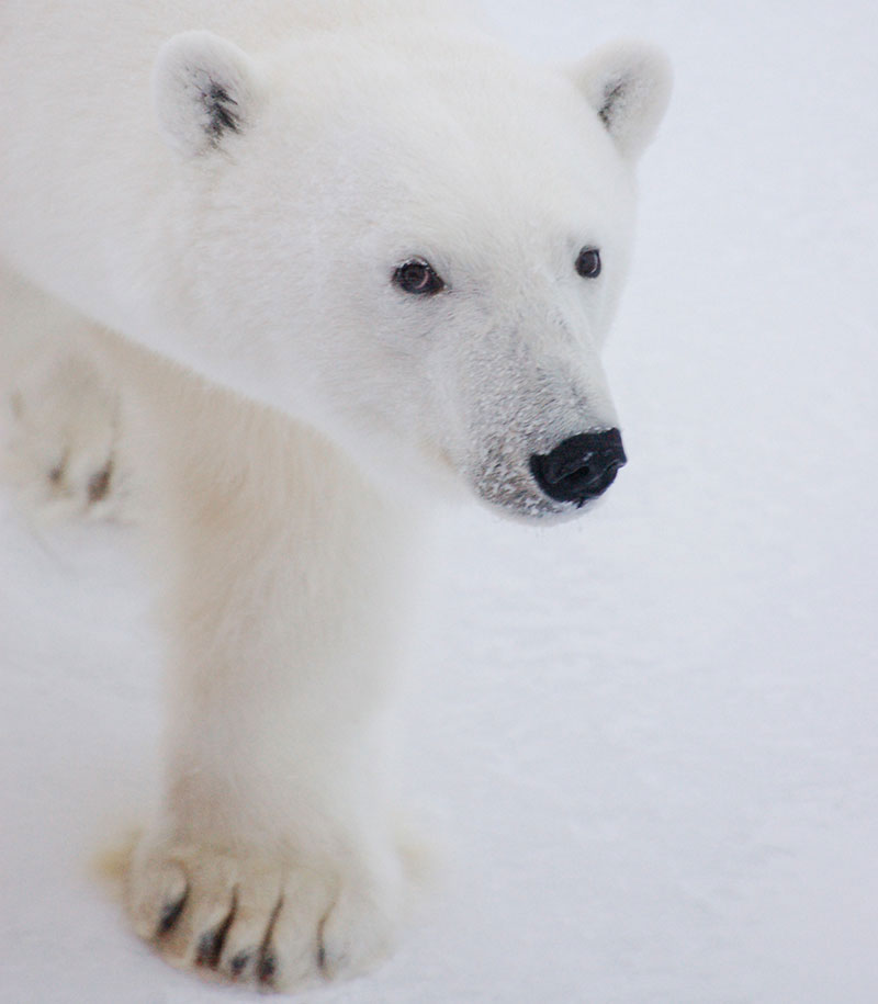 A polar bear wanders the ice pack.