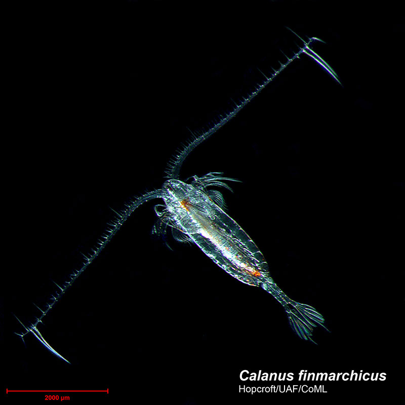 Encased in the same suite of armour used by insects, this copepod is among the best known zooplankton group in the Arctic.