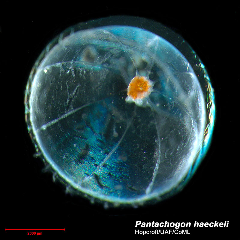 Under half an inch or one centimeter in diameter, the jelly Pantachogon is often unidentifiable after collection. 