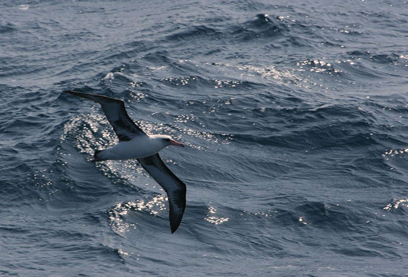 The Laysan Albatross can travel long distances across the ocean.