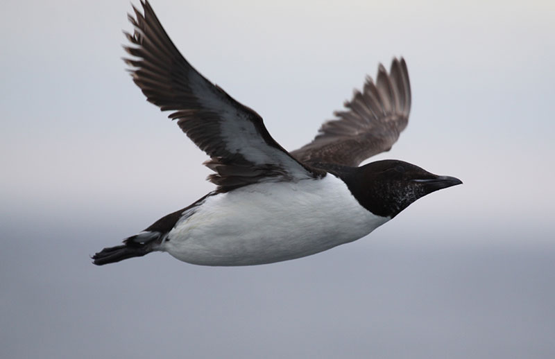 The thick-billed murre is a fish-eating species that nests along the Chukchi coastline.