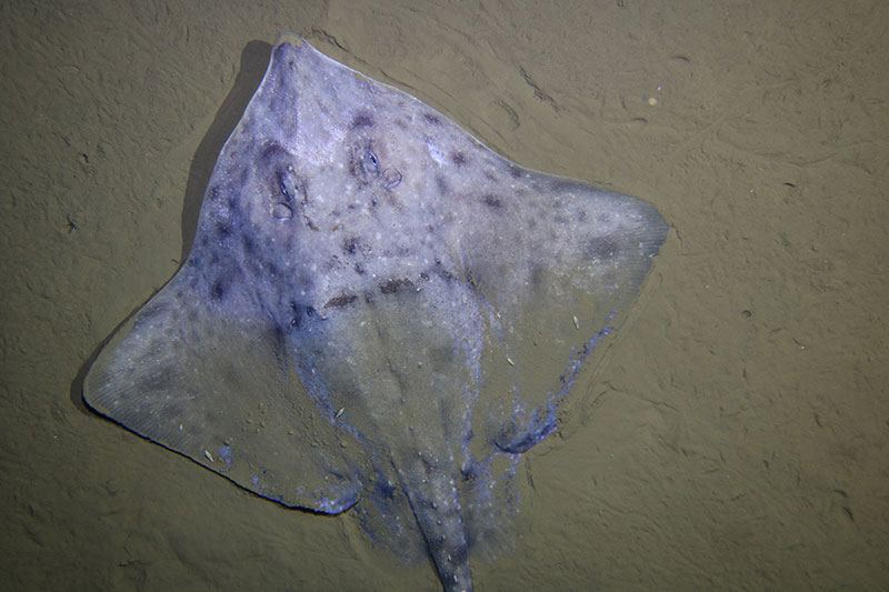 This Arctic skate, imaged by the Global Explorer remotely operated vehicle, was one of the many exciting organisms seen during the Hidden Ocean 2016: Chukchi Borderlands expedition.