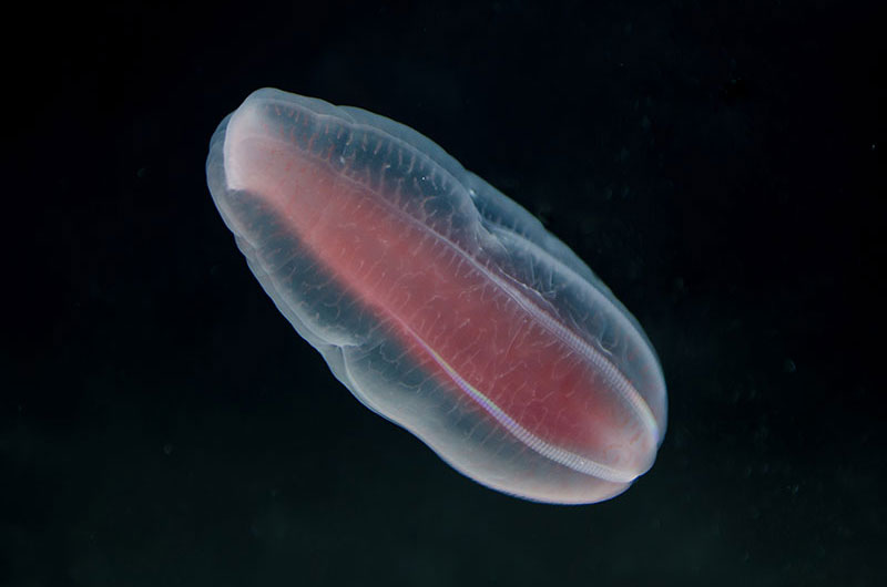 The Beroe abyssicola is a species of comb jelly that the Global Explorer ROV collected during the expedition. 