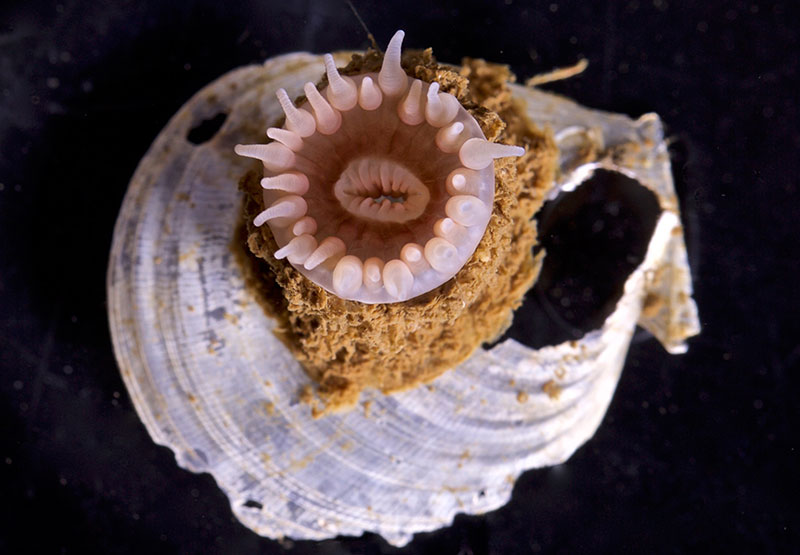 An anemone anchors itself to a shell. This was sampled by the ROV Global Explorer during a benthic dive.