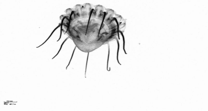 While not taken during this expedition, this image of a jellyfish taken by the UVP shows the level of detail that the instrument can capture, such as the inner structure of this jellyfish.