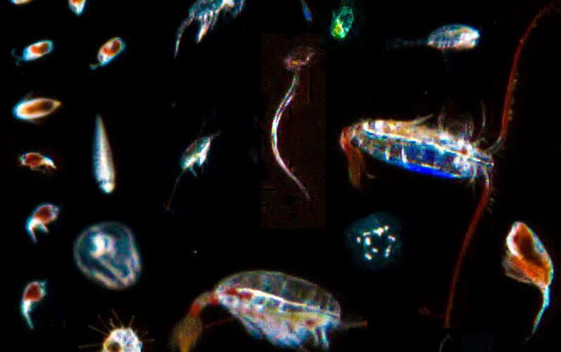 This mosaic of images from the VPR shows a variety of organisms imaged by the instrument, all to scale, during this expedition.