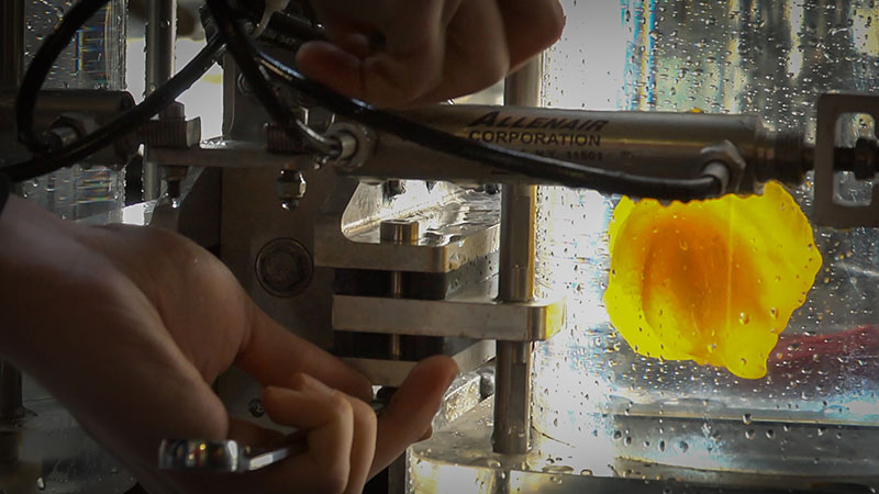 Specimens of Mr. Pumpkin collected by the Global Explorer ROV allow scientists to look at the ctenophores’ structure and take DNA samples.