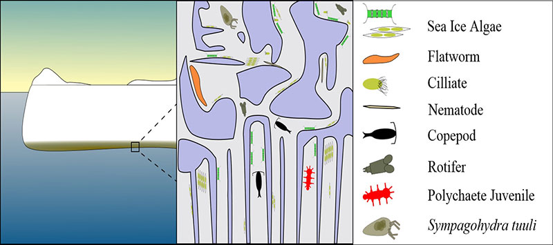 Cartoon depiction of the brine channel system (BCS) occupied by sympagic algae and meiofauna. 