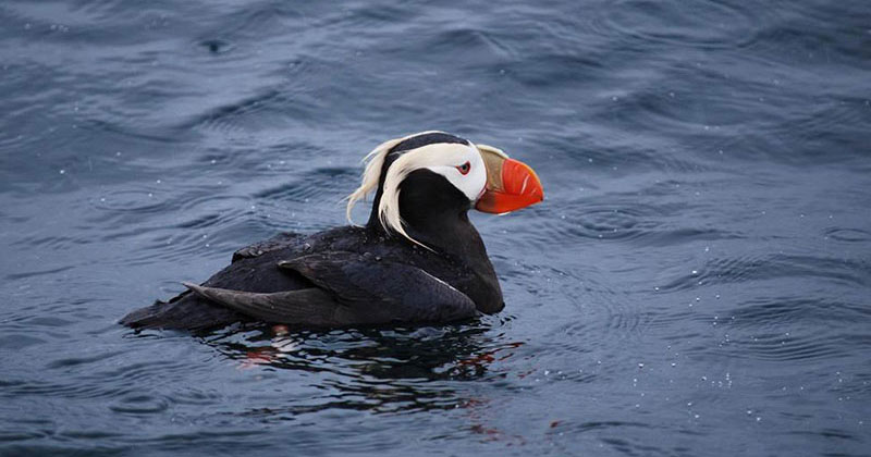 The tufted puffin is known for its bright yellow tufts of feathers that both sexes have during the summer breeding season. 