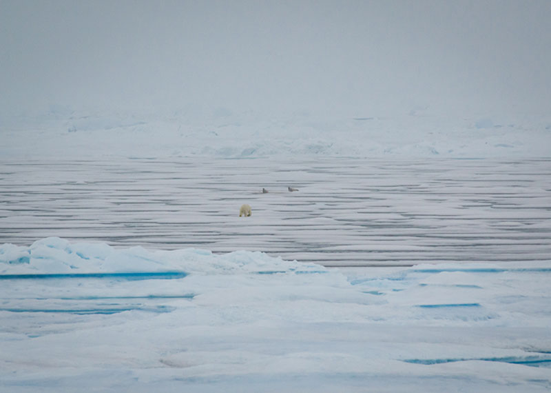 Approaching from a distance, this polar bear attempted to ambush a pair of seals, which quickly slipped into the water when the bear got too close. 