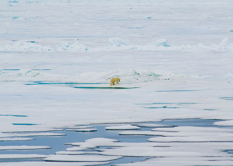 This polar bear was pounding on a seal den, hoping to find food in the open Arctic landscape.