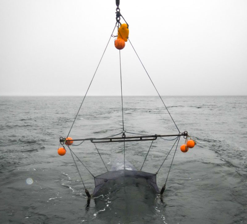 The trawl spreads out behind the ship, complete with orange floats that help to target a certain depth.