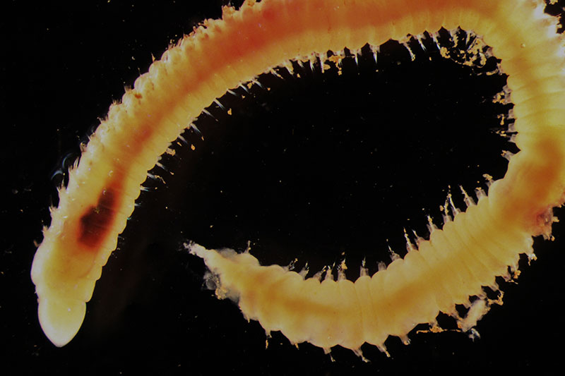 This polychaete worm from the family Lumbrineridae is an example of the infauna that can be found in the muddy sediment of the Chukchi Borderlands.