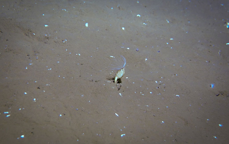 The Global Explorer ROV captures footage of a barnacle projecting its limbs to filter food from the water column. 