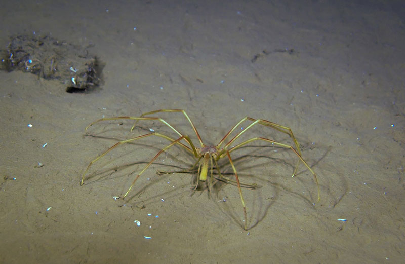 During a dive, the Global Explorer ROV imaged this pycnogonid, also called a “sea spider”, though they are not true spiders.