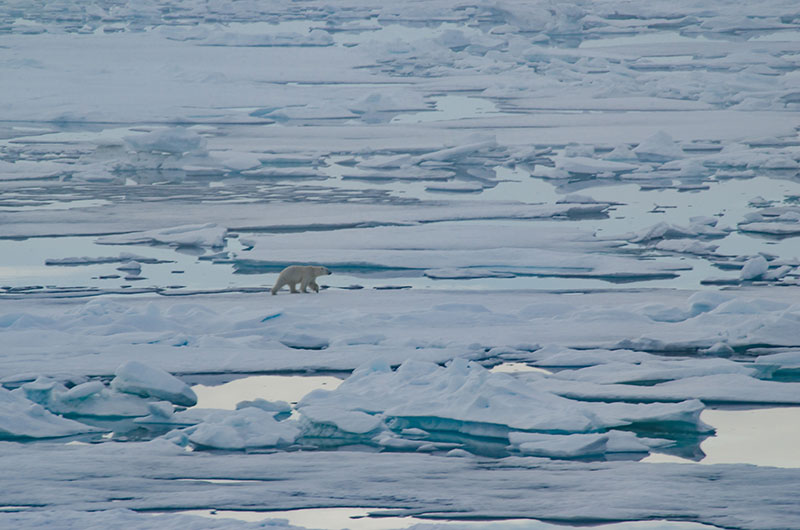 A polar bear effortlessly crosses the ice in its Arctic home. 