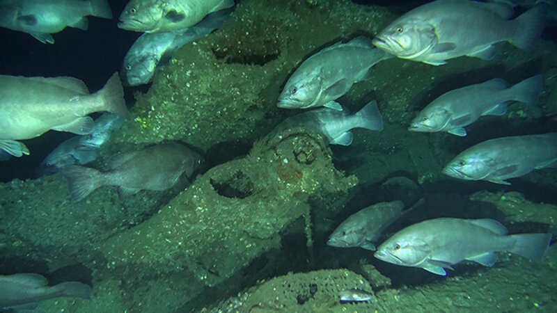 Different types of fish, including grouper (throughout) and conger eel (bottom center), rely on the U-576 for habitat.