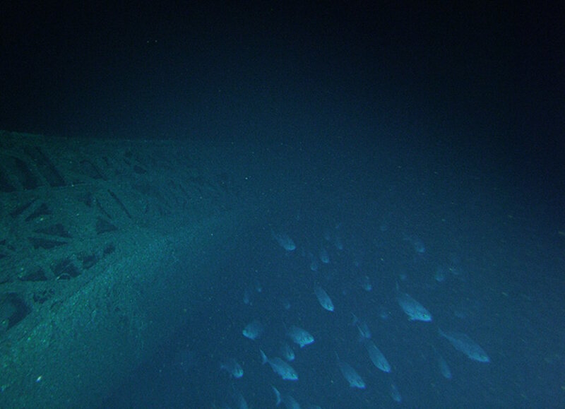 Lights from the submersible illuminate grouper.