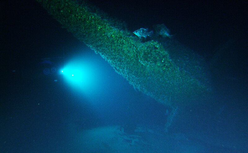 Lights from the submersible illuminate several different types of grouper.