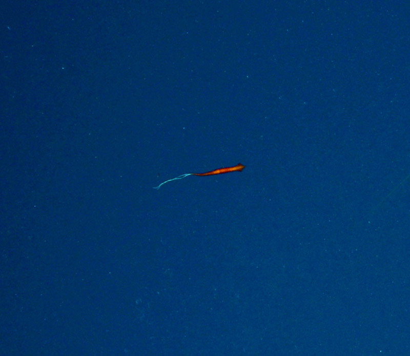 A mastigoteuthid squid in the water column. Midwater observations are especially difficult because animals are often way out in the distance and moving quickly.
