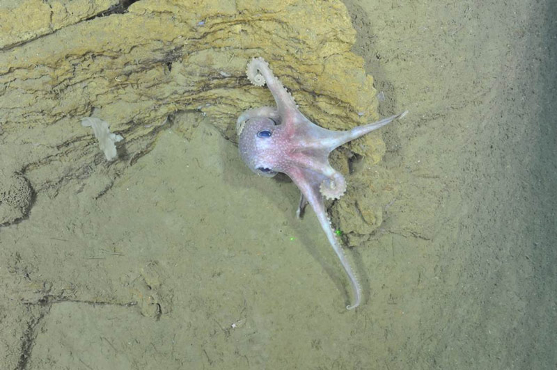 Octopus! This Graneledone verrucosa is out for a stroll.
