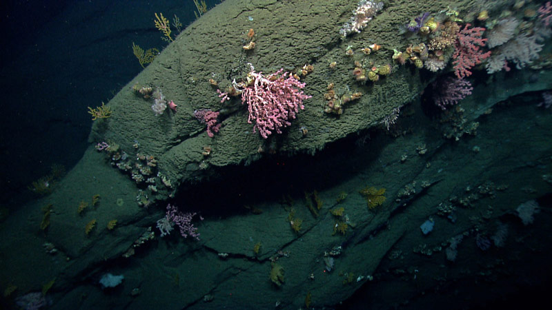 Image of a submarine canyon feature that has been colonized by lots of different types of corals and other animals.