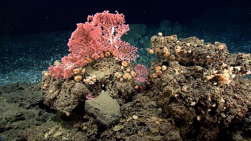 Corals, including cup corals and bubblegum corals, reside on a hard substrate near the edge of a mussel bed.