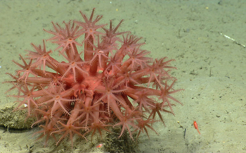Anthomastus coral found on sandy bottom in Oceanographer Canyon.
