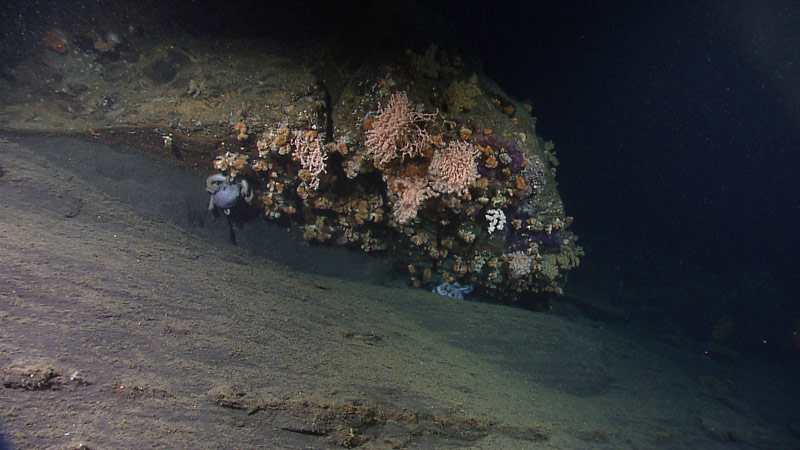 Currents sweep past an overhang of rock at 1,152 meters depth in Oceanographer Canyon, creating an ideal microhabitat for a deepwater coral community and a couple of octopods.